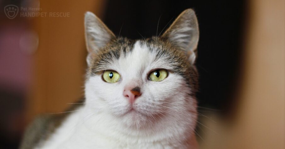 Bílo-mourovatá kočka Cassandra