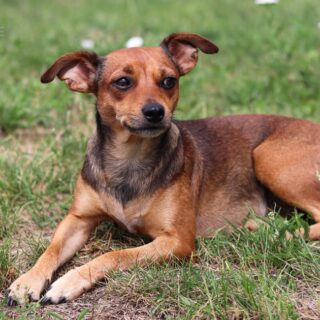 Hnědá fena kříženka pinče Shini leží v trávě