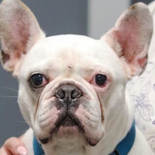 Bílý francouzský buldoček Emil na veterině