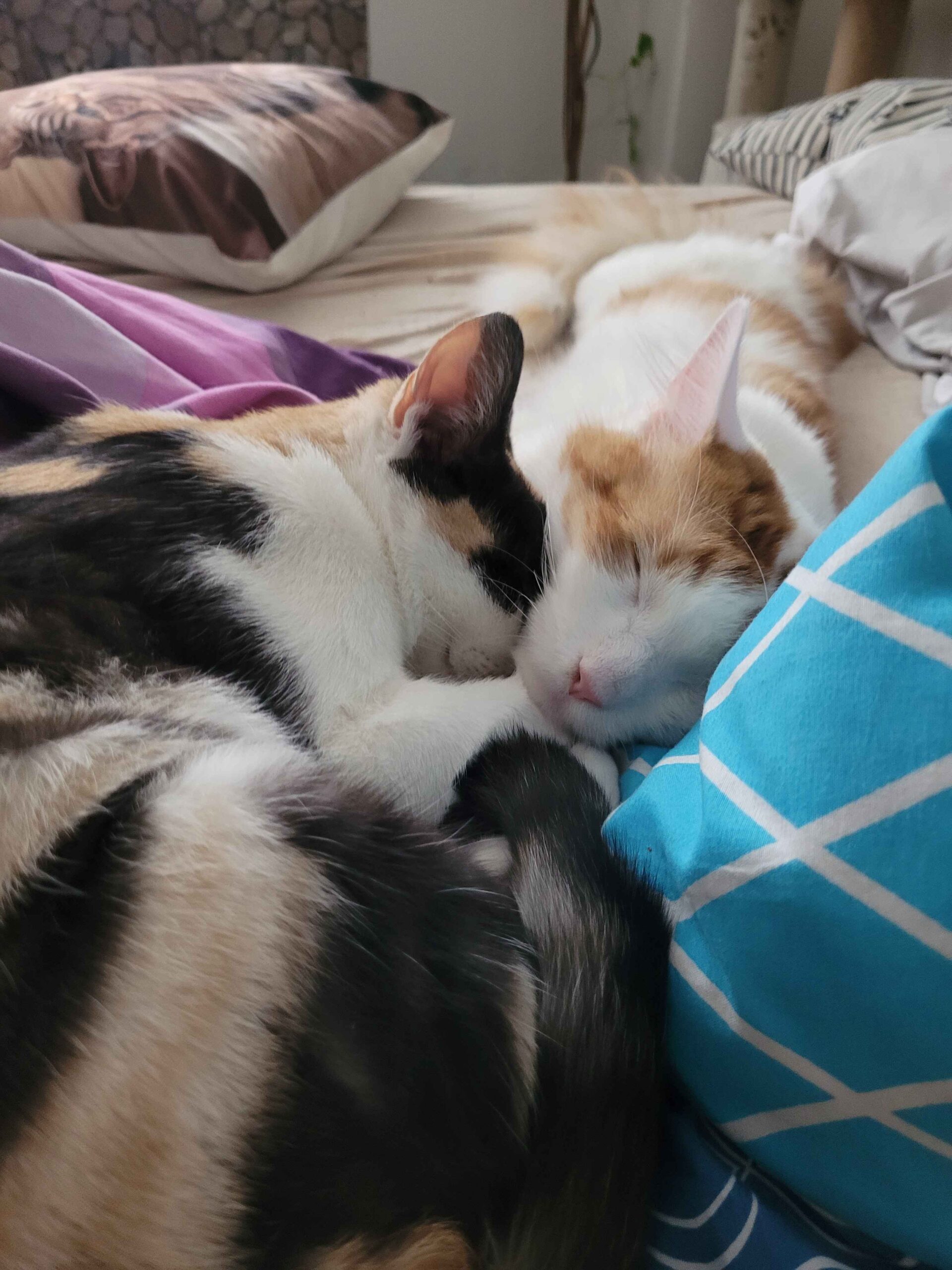 Kočka Ari v adoptivní rodině s novým kočičím bráškou