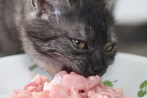Kočka Ekko jí maso