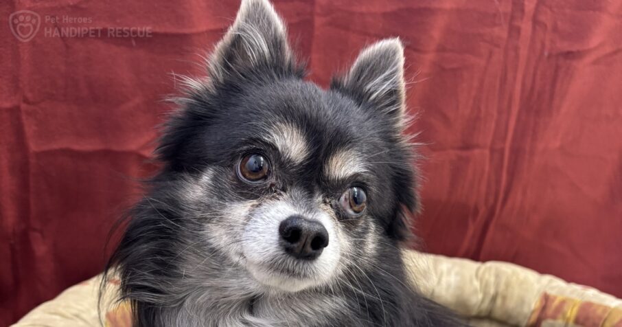 Černo-šedý pejsek čivava Maxmilián