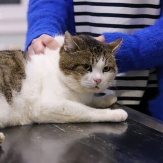 Ochrnutý bílo-mourovatý kocour sir Topinka na veterinárním stole během vyšetření