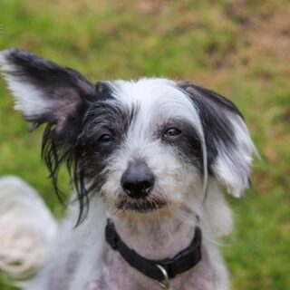 Kříženec čínského chocholatého psa Nikolas