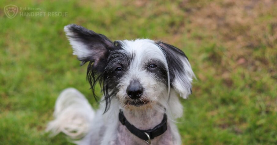 Kříženec čínského chocholatého psa Nikolas