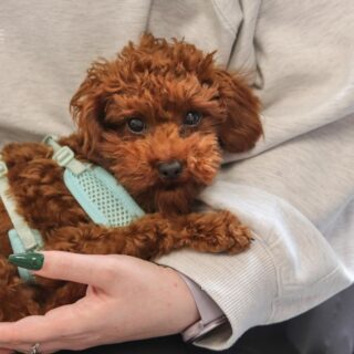 Štěně kříženec trpasličí pudl leží v náruči dočasné tety v čekárně na veterině.