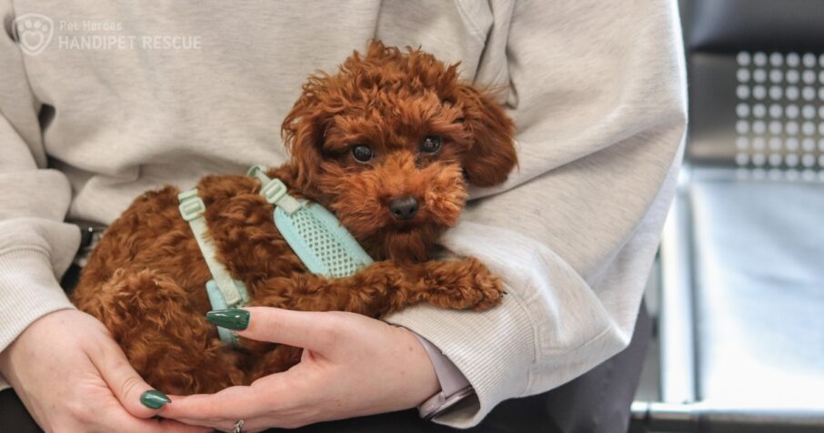 Štěně kříženec trpasličí pudl leží v náruči dočasné tety v čekárně na veterině.