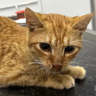 Profesor Granulka na veterině