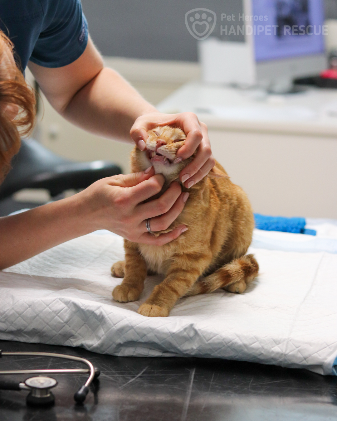 Zrzavé kotě profesor Grnaulka při prohlídce zubů na veterině.