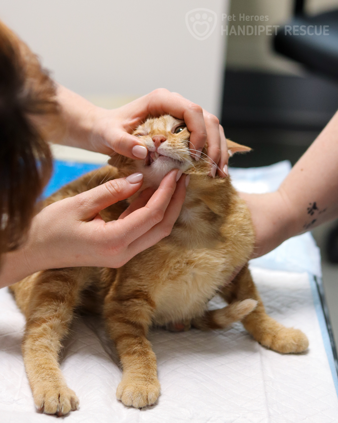 Zrzavé kotě profesor Grnaulka při prohlídce zubů na veterině.
