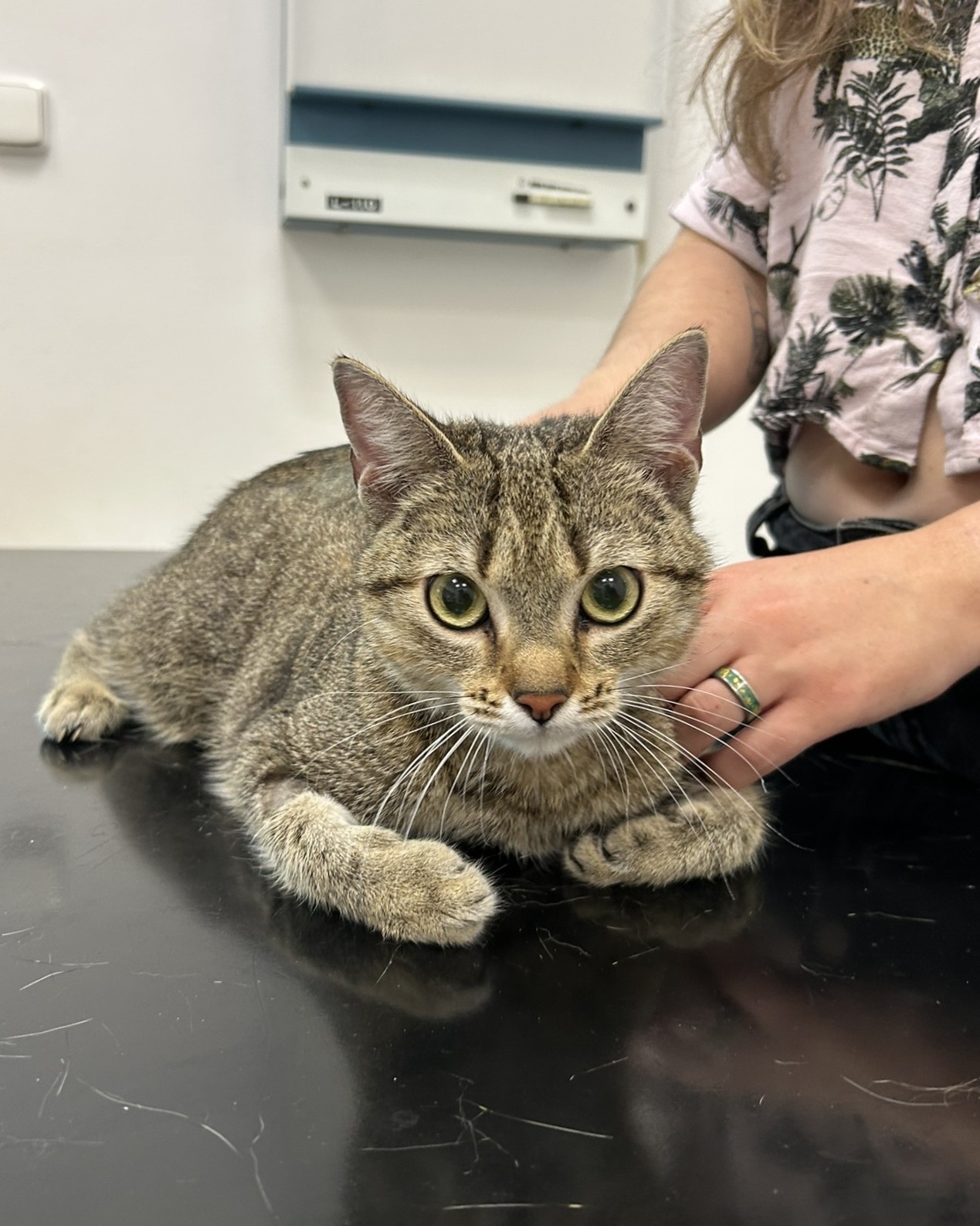 Mourovatá kočička Powder na vyšetřovacím stole na veterině
